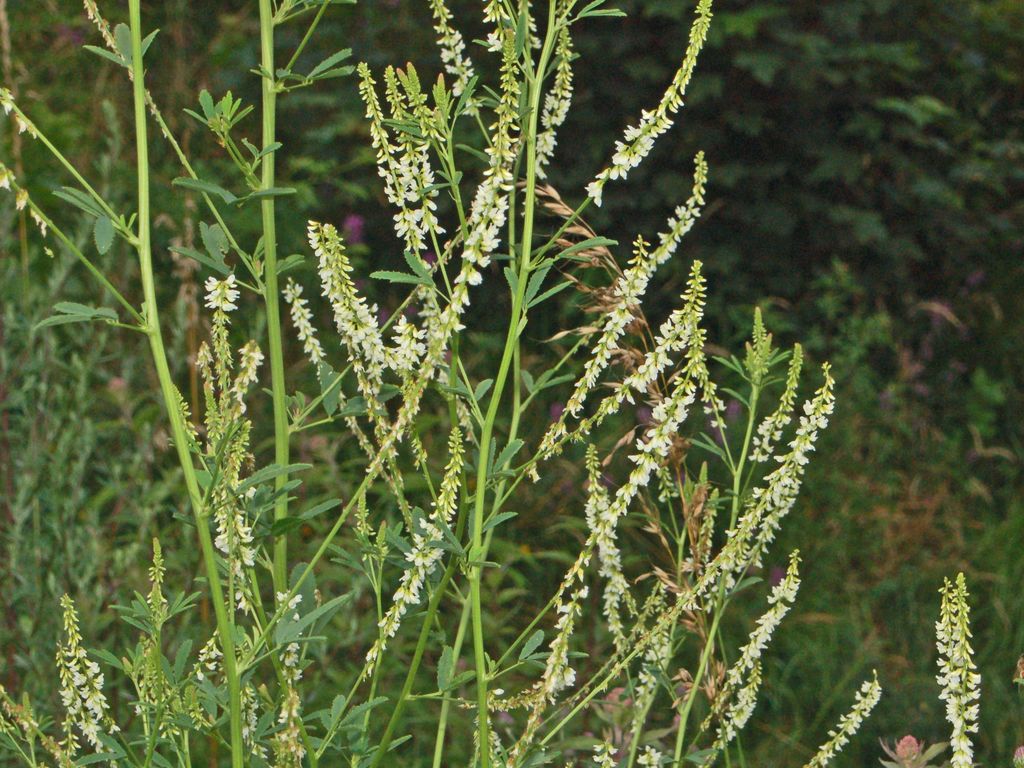 Trigonella alba  (=Melilotus albus) / Meliloto bianco